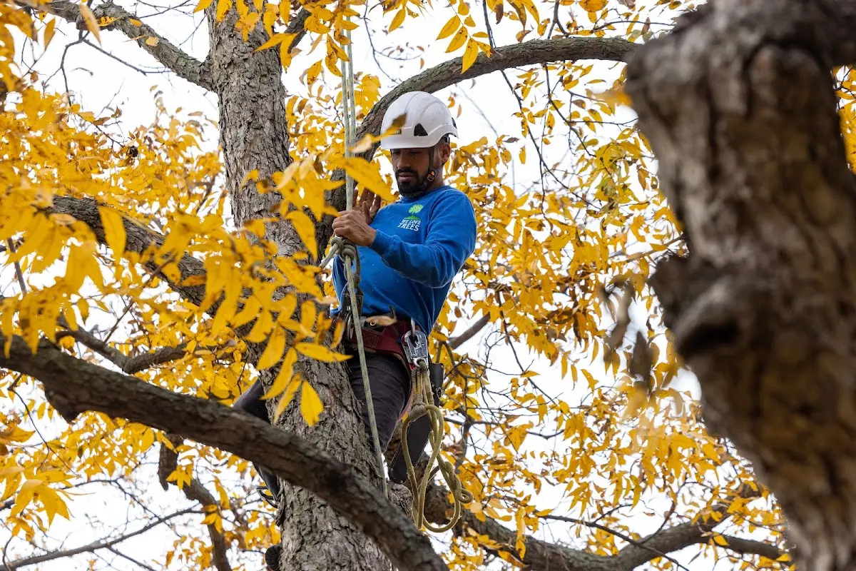 Skilled Tree Planing crew working in Mitchell
